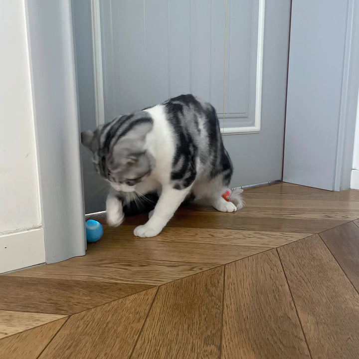 Automatic Rolling Interactive Cat Ball Toy